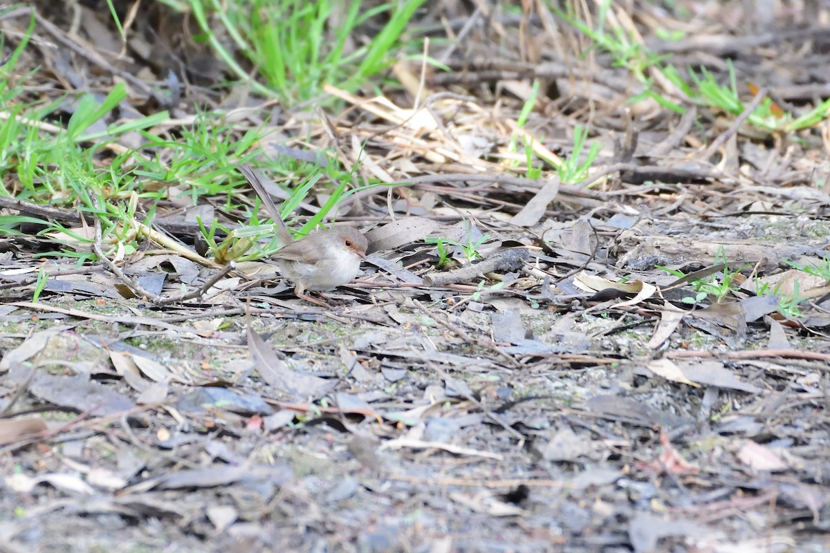 Superb Fairywren - ML300066491