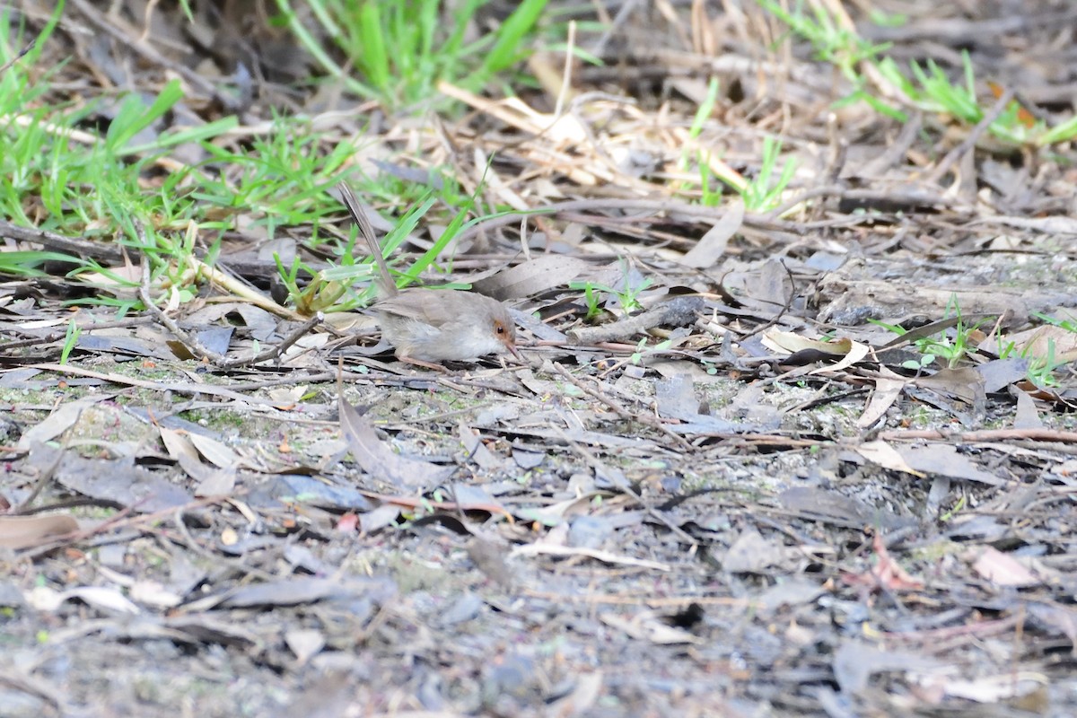 Superb Fairywren - ML300066501