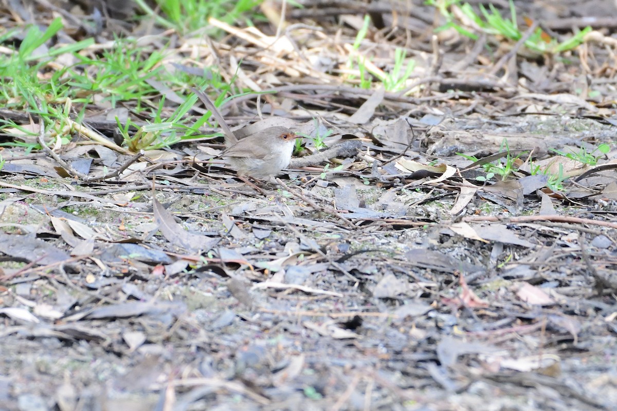 Superb Fairywren - ML300066511