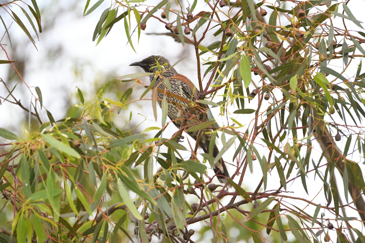 Little Wattlebird - ML300066531