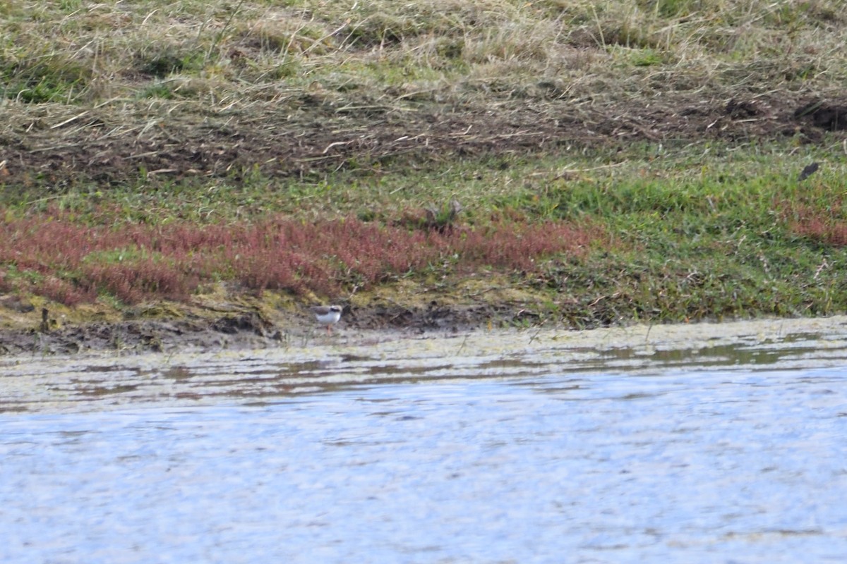 Black-fronted Dotterel - ML300066581