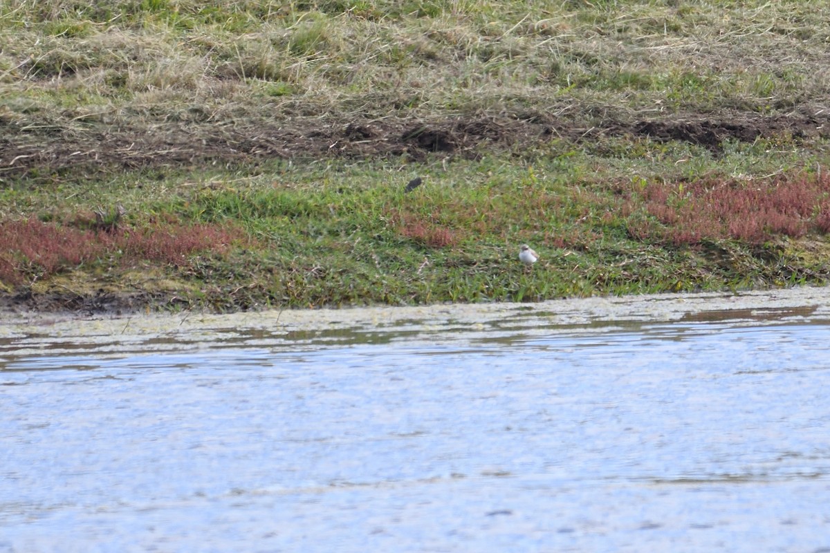 Black-fronted Dotterel - ML300066601