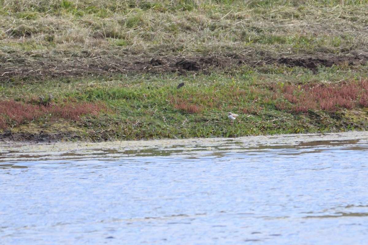 Black-fronted Dotterel - ML300066611