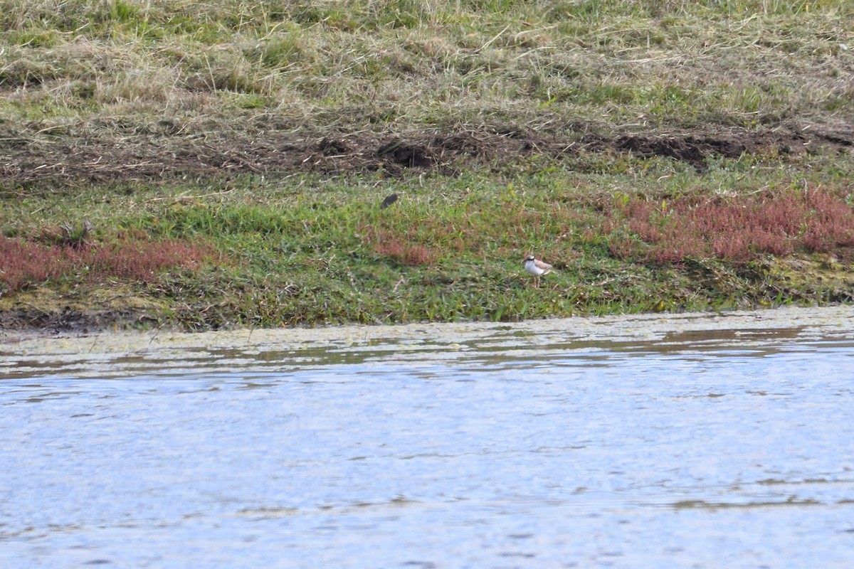 Black-fronted Dotterel - ML300066631