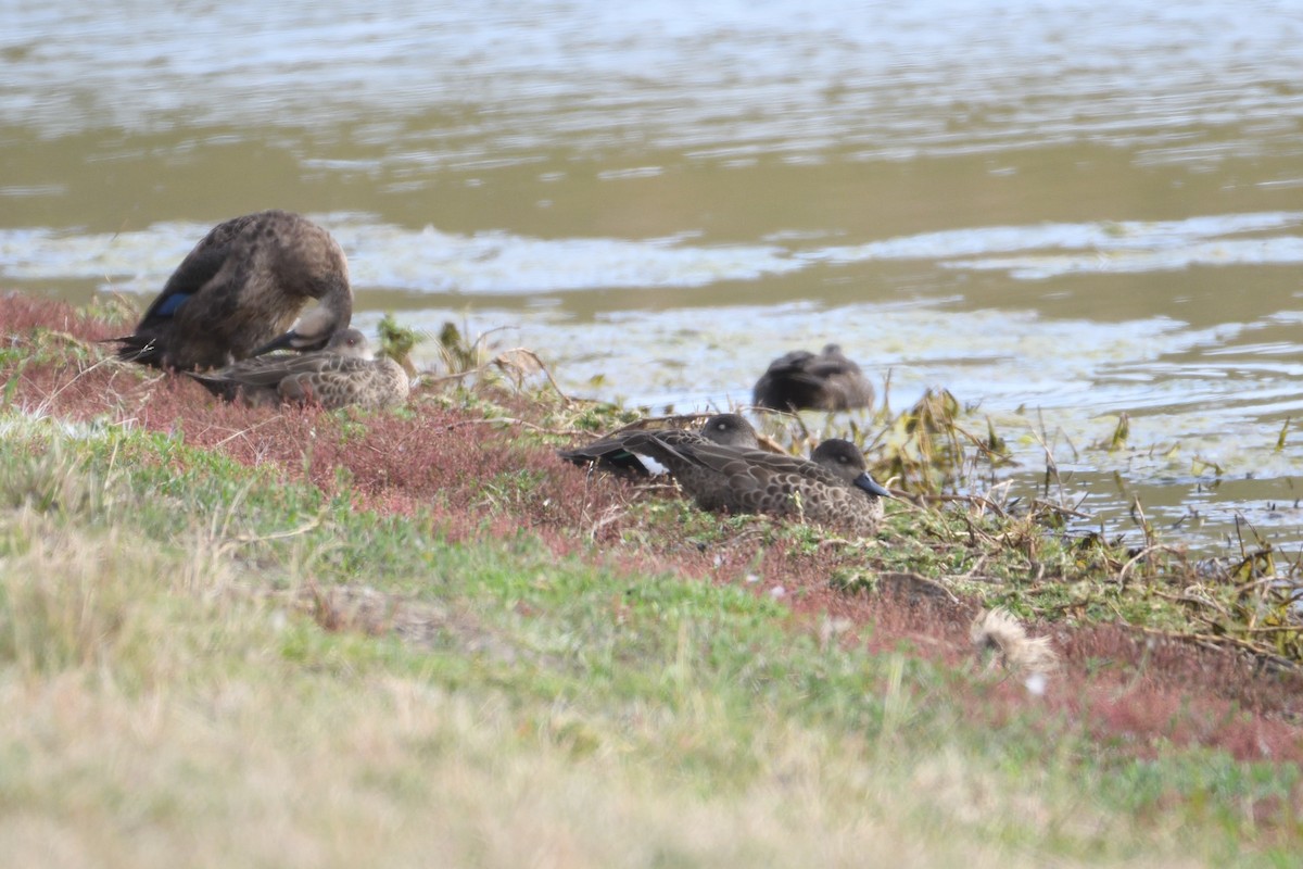 Gray Teal - ML300066701