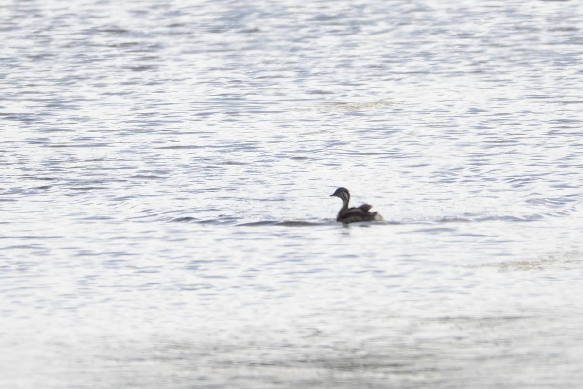 Hoary-headed Grebe - ML300066711