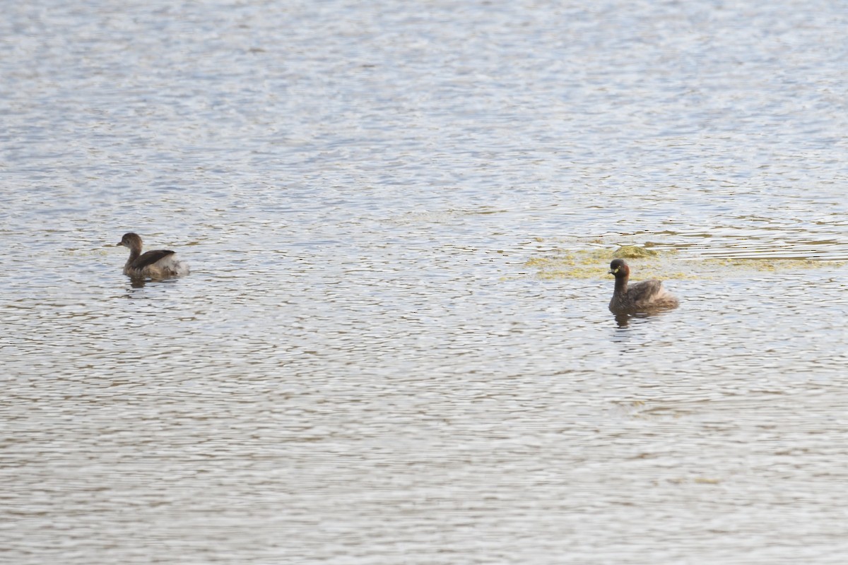 Australasian Grebe - ML300066751