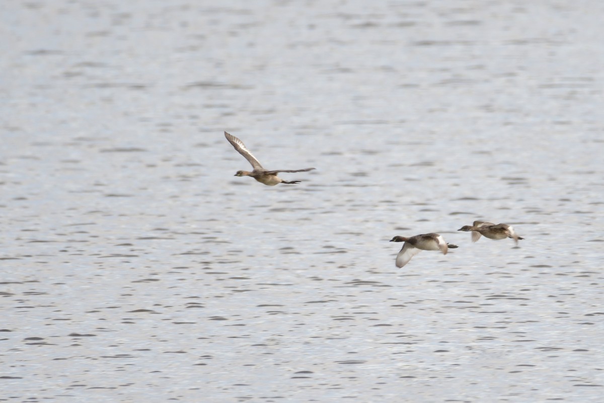 Australasian Grebe - ML300066761