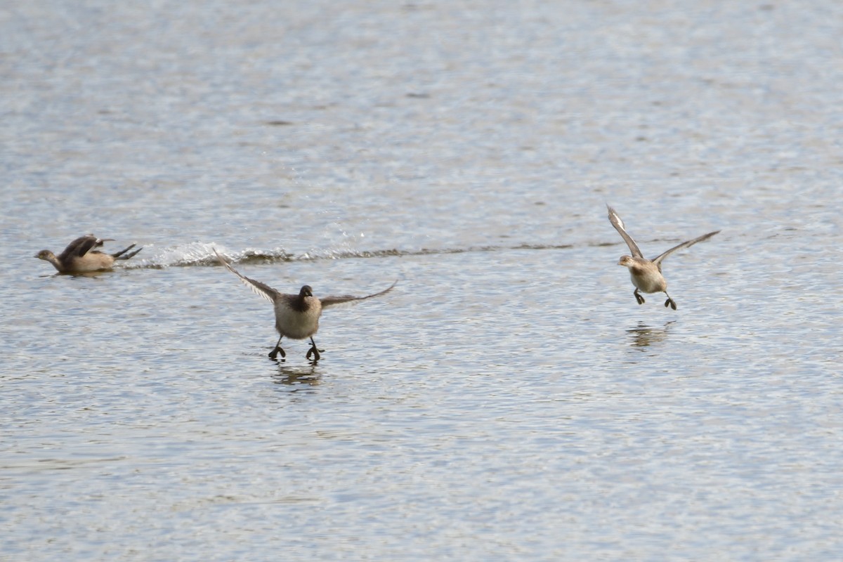 Australasian Grebe - ML300066771