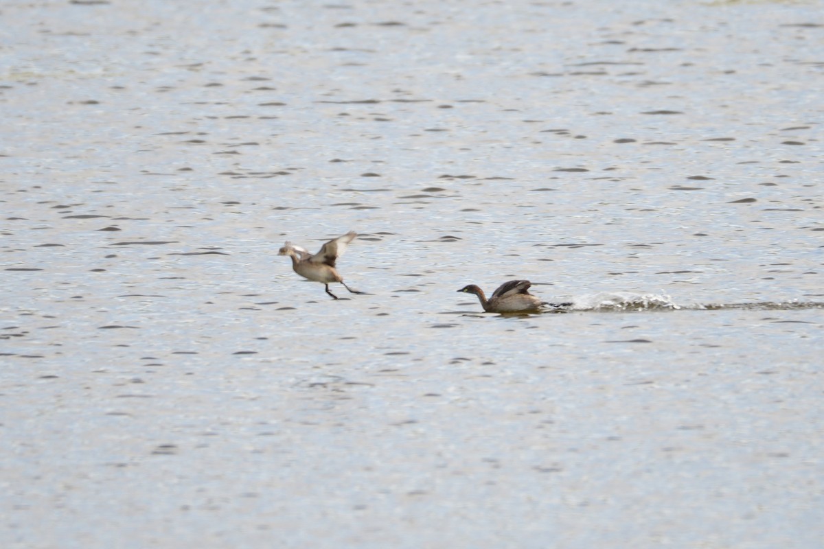 Australasian Grebe - ML300066781