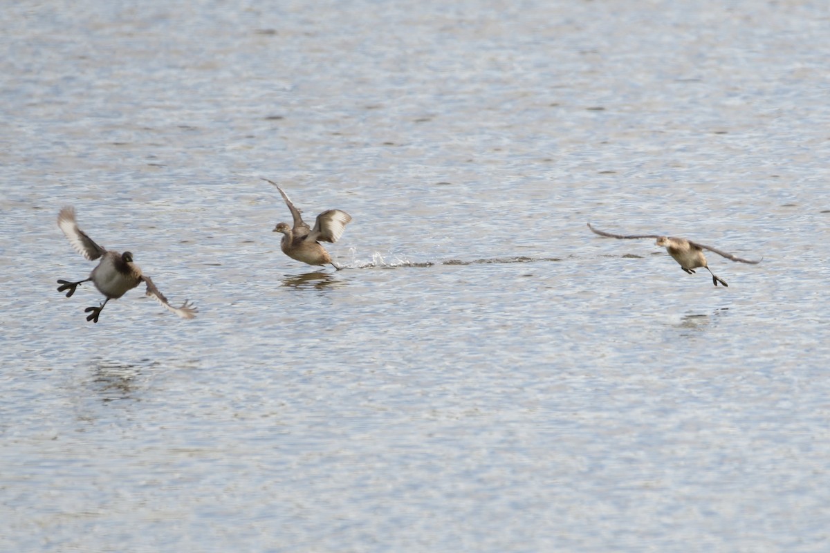 Australasian Grebe - ML300066791