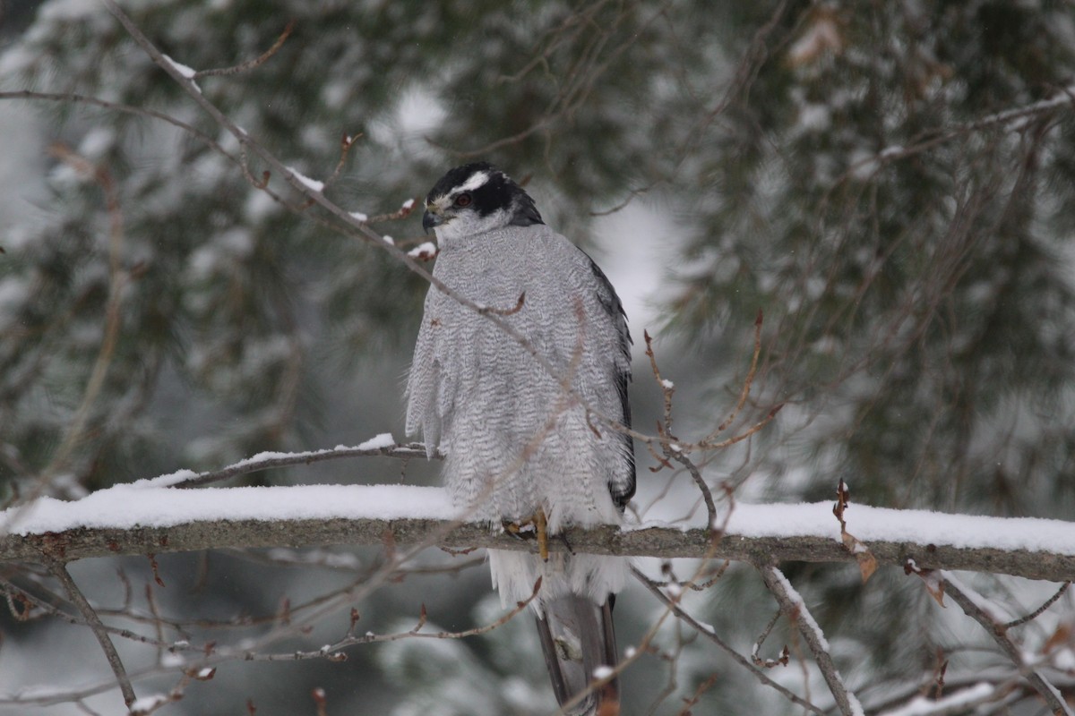 American Goshawk - ML300068291