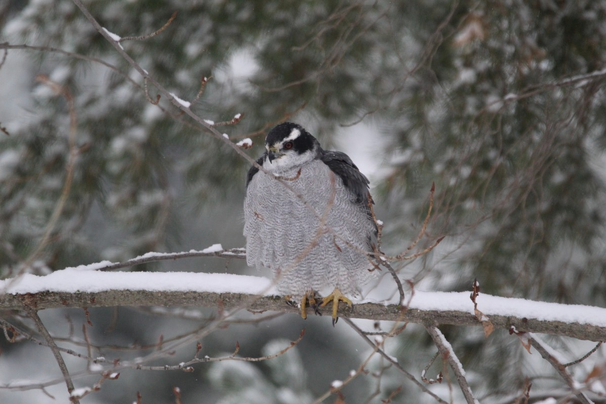 American Goshawk - ML300068321