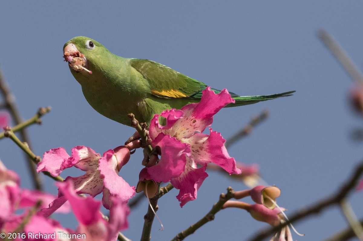 White-winged Parakeet - Richard Thunen