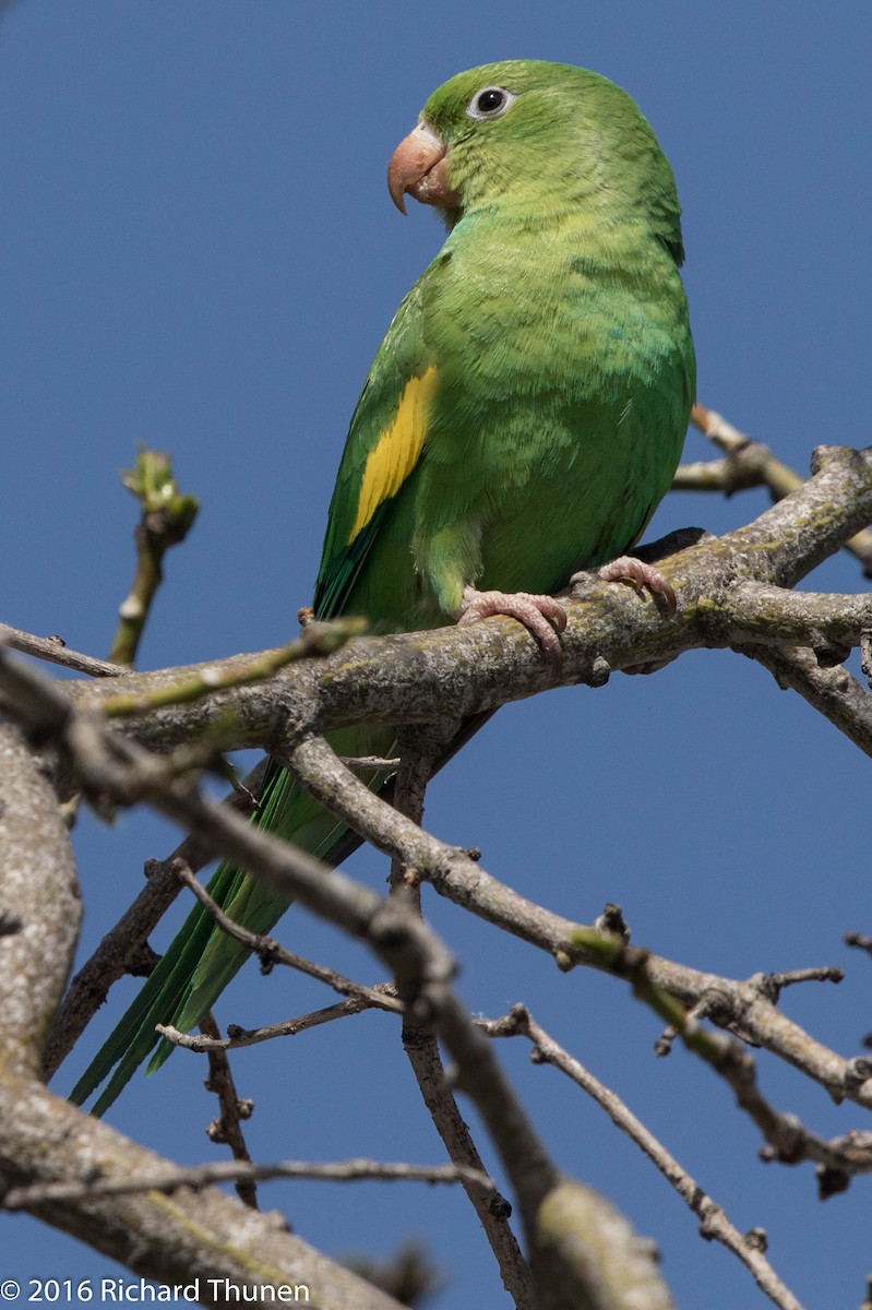 White-winged Parakeet - ML300068751