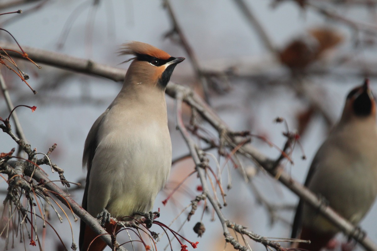 Bohemian Waxwing - ML300068771