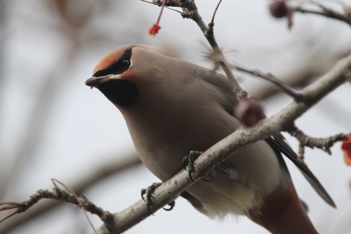 Bohemian Waxwing - ML300069041