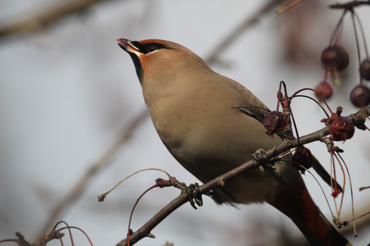 Bohemian Waxwing - ML300069051