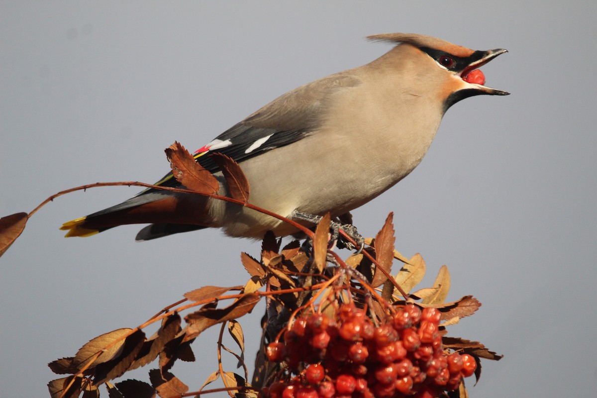 Bohemian Waxwing - ML300069101