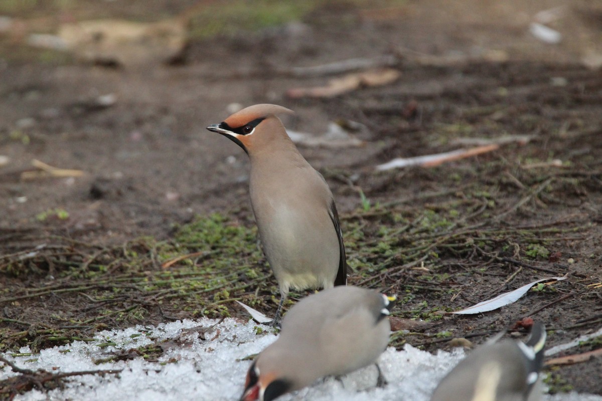 Bohemian Waxwing - ML300069291