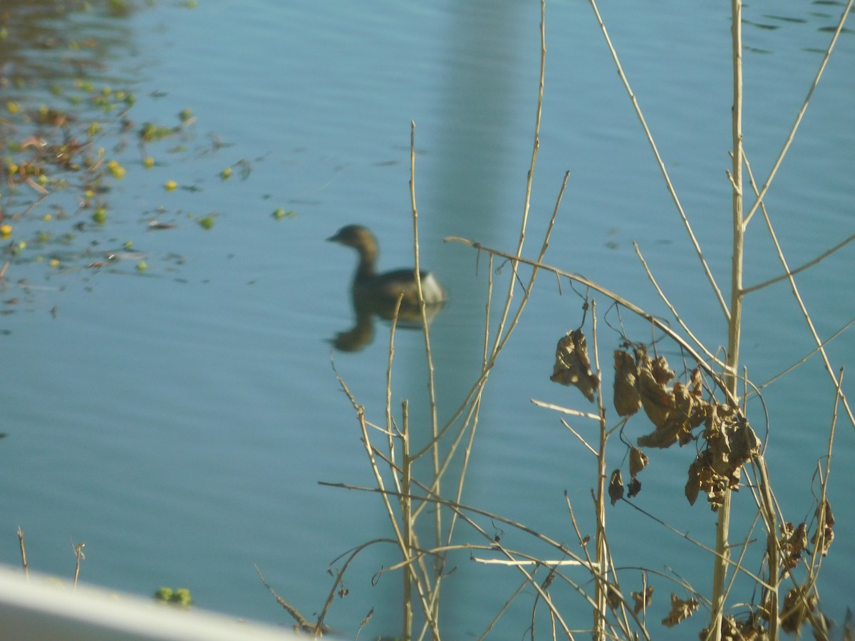 Pied-billed Grebe - ML300070431