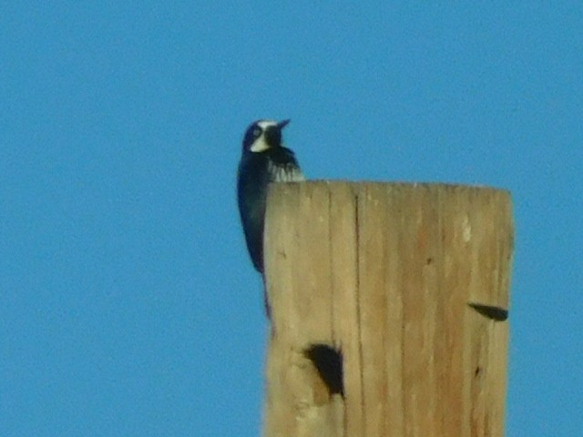 Acorn Woodpecker - ML300070481