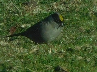 Golden-crowned Sparrow - Hal Johnston