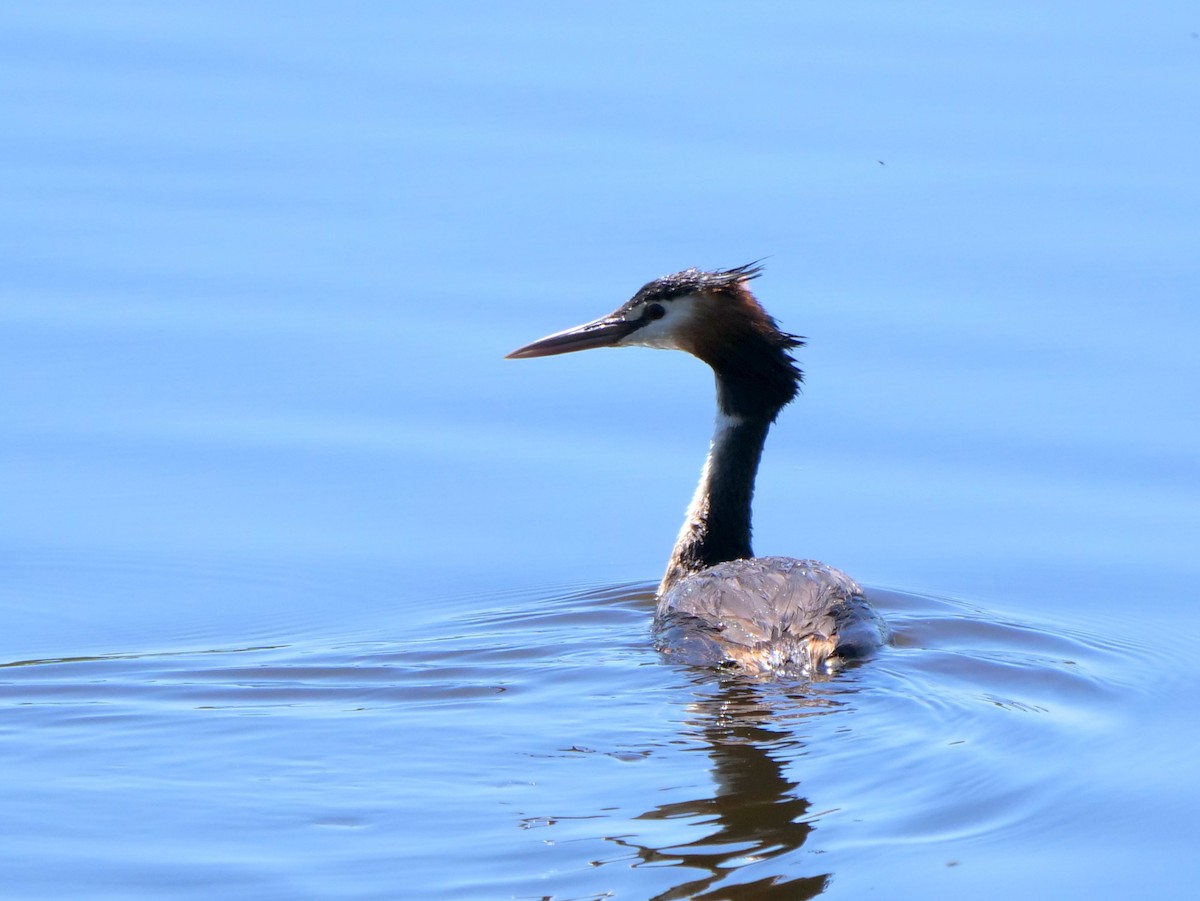 Great Crested Grebe - ML300071251