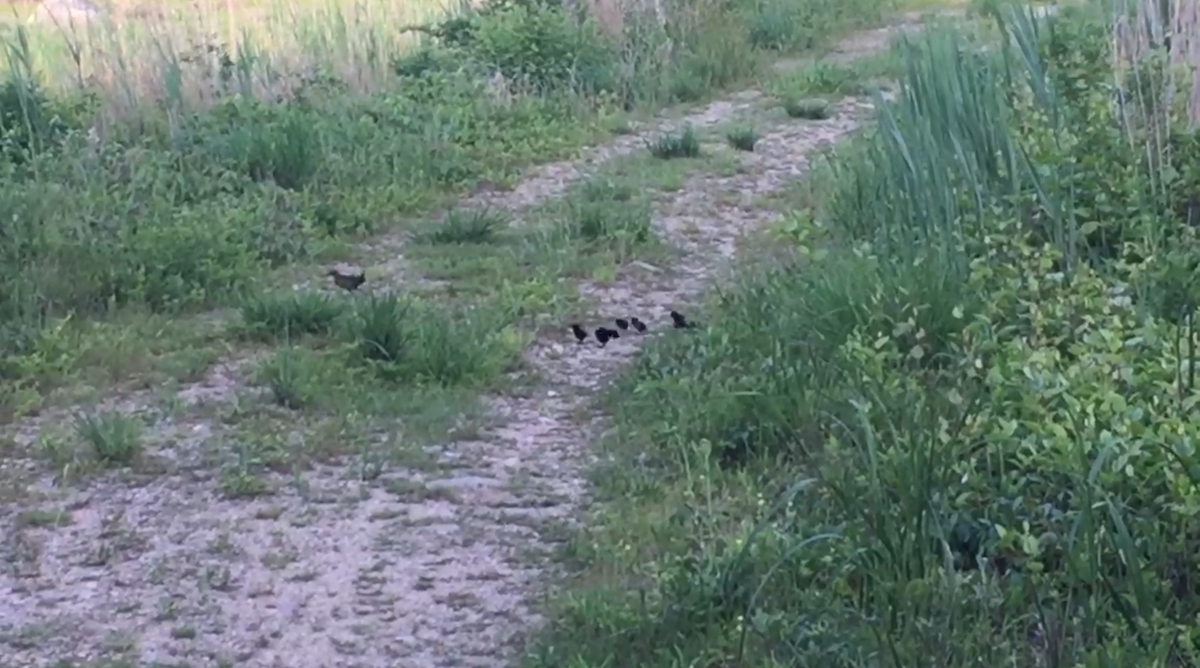 Virginia Rail - ML30007161