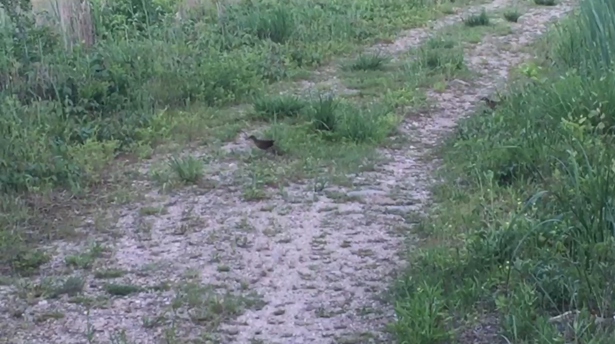 Virginia Rail - ML30007181