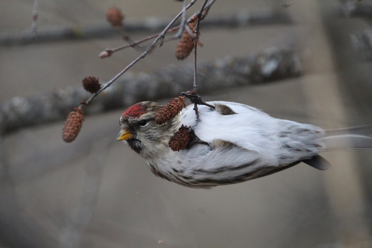 Common Redpoll - ML300073351