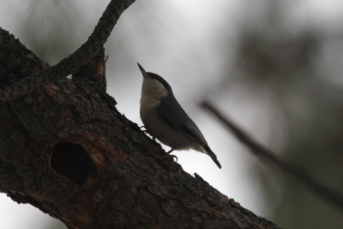 Pygmy Nuthatch - ML300073651