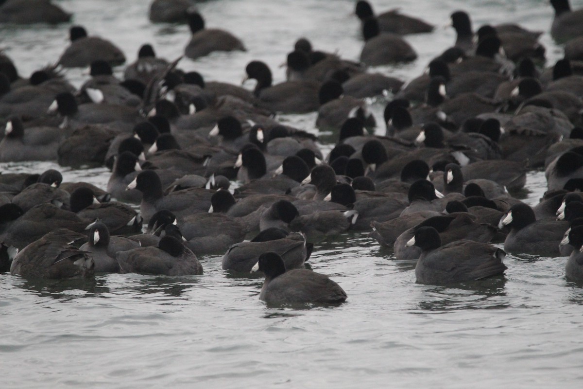 American Coot - ML300073741