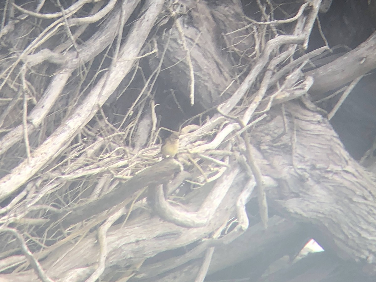 Palm Warbler - ML300074151
