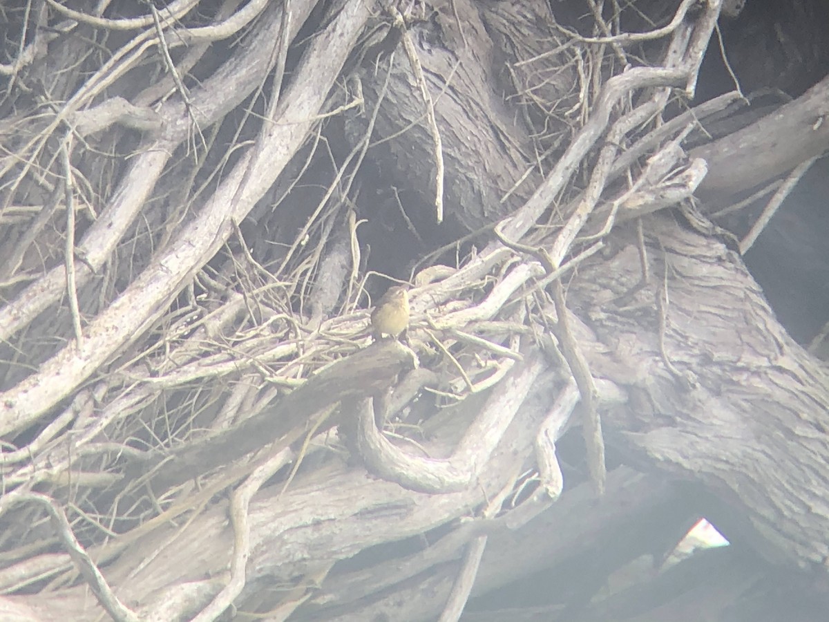 Palm Warbler - ML300074161