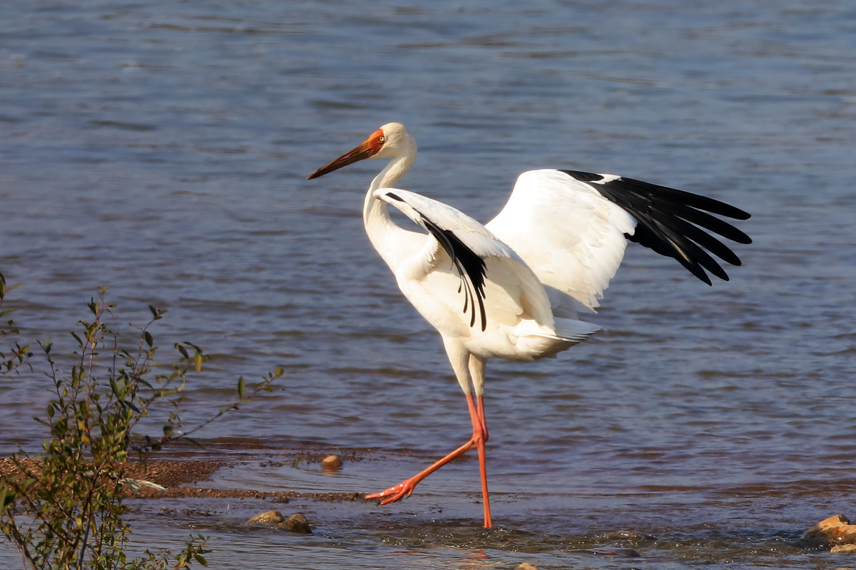 Siberian Crane - 浙江 重要鸟讯汇整