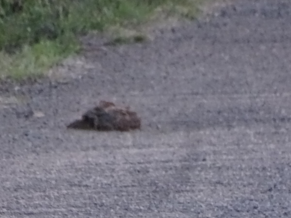 Indian Nightjar - Ragothaman Venkataramanan