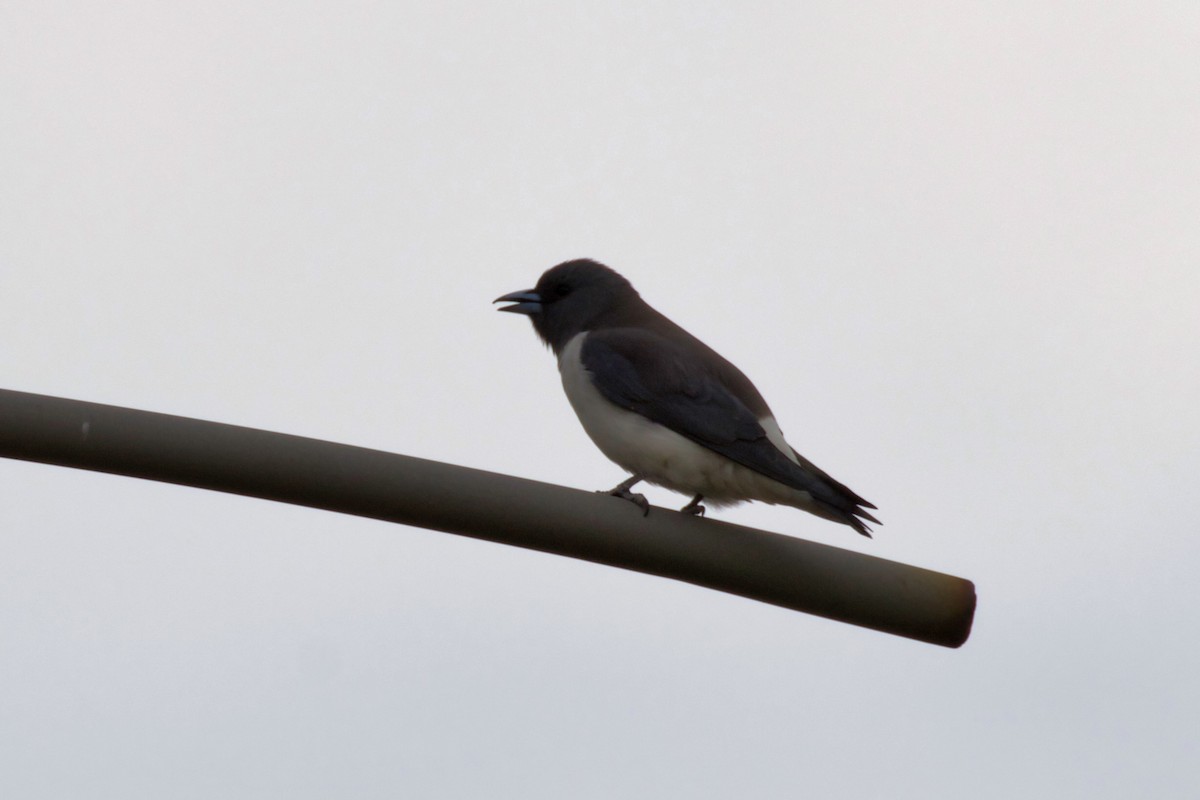 White-breasted Woodswallow - ML300077241