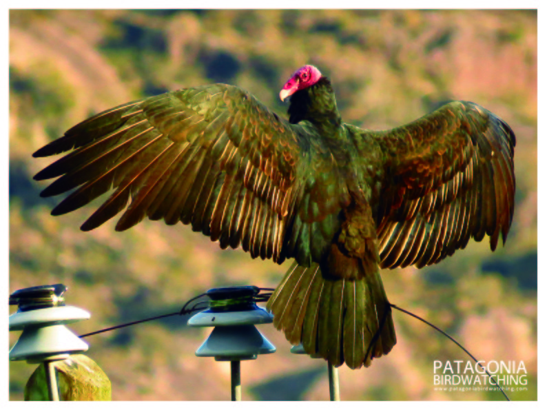 Turkey Vulture - matias ballarini