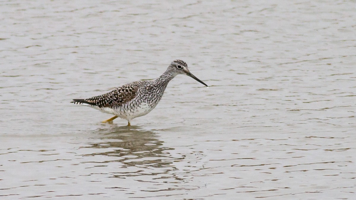 Greater Yellowlegs - Rodney Baker