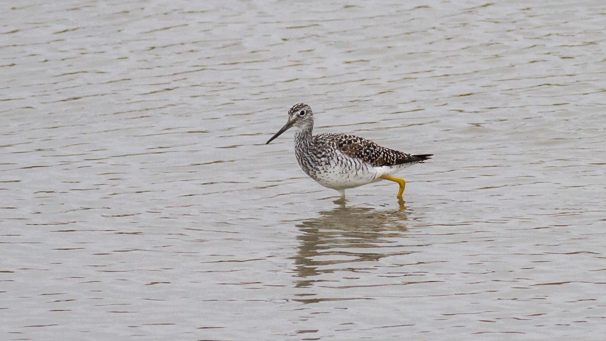 Greater Yellowlegs - Rodney Baker