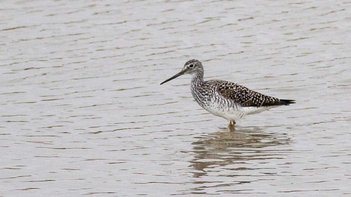 Greater Yellowlegs - Rodney Baker