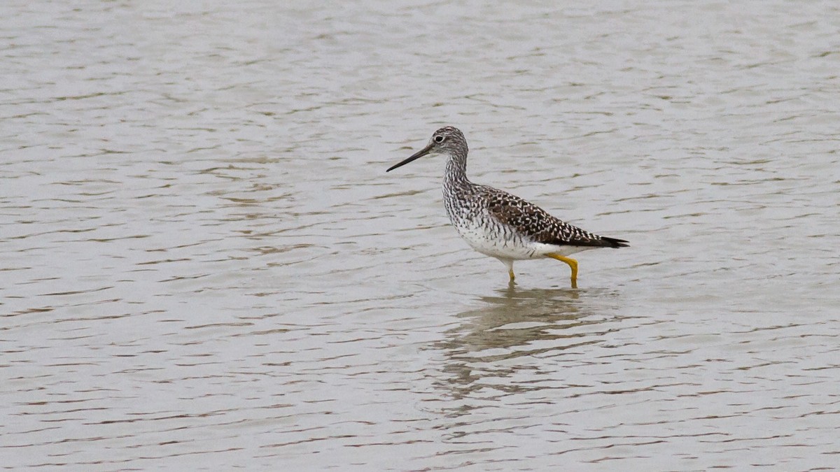 Greater Yellowlegs - Rodney Baker