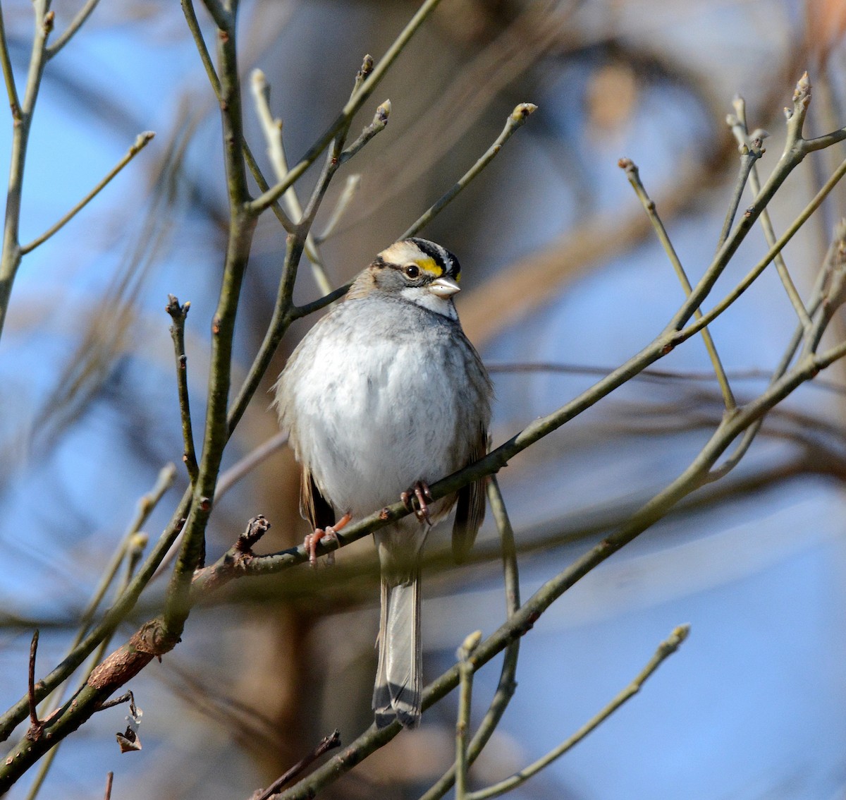 White-throated Sparrow - ML300090891