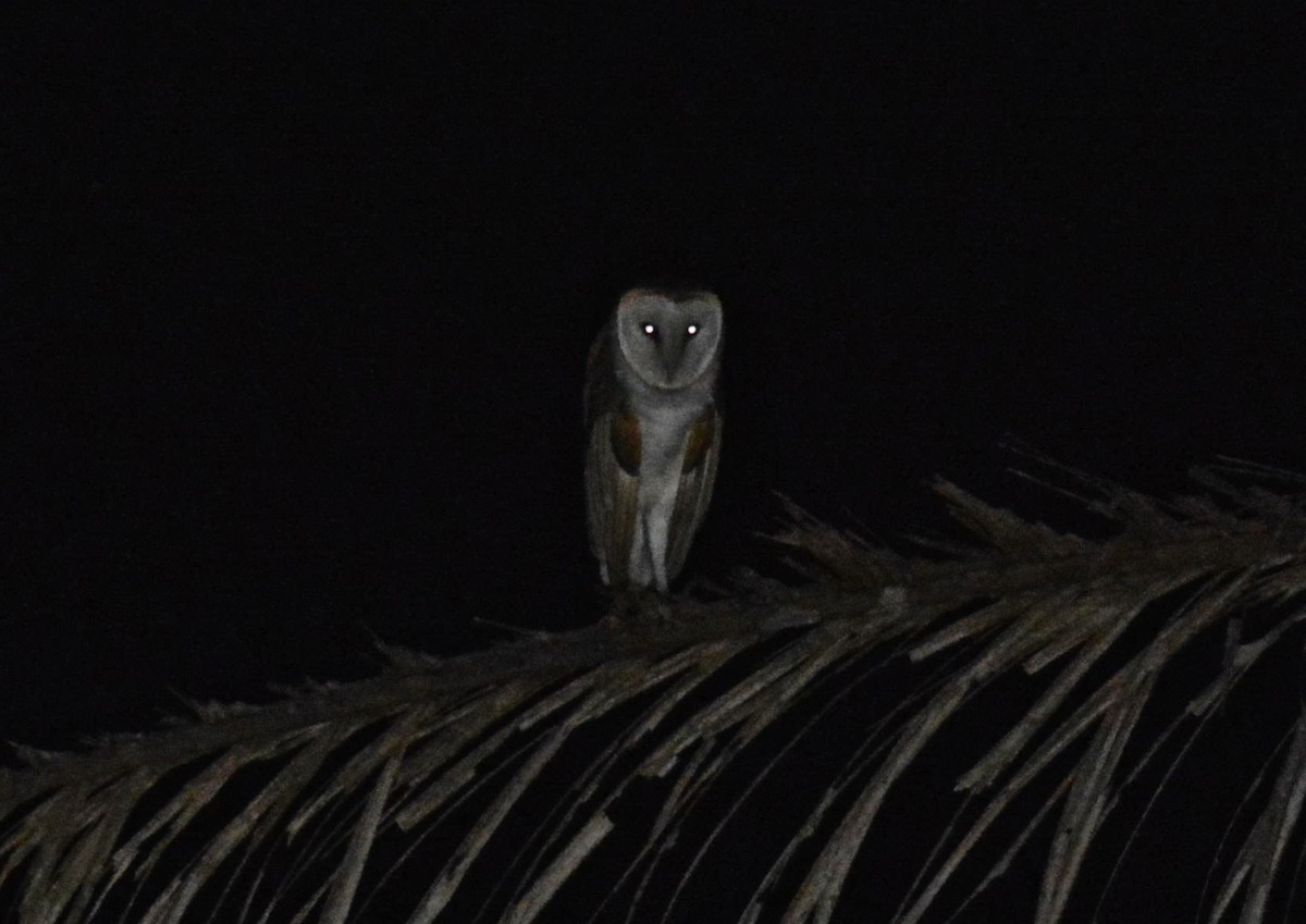 Barn Owl - ML300091701