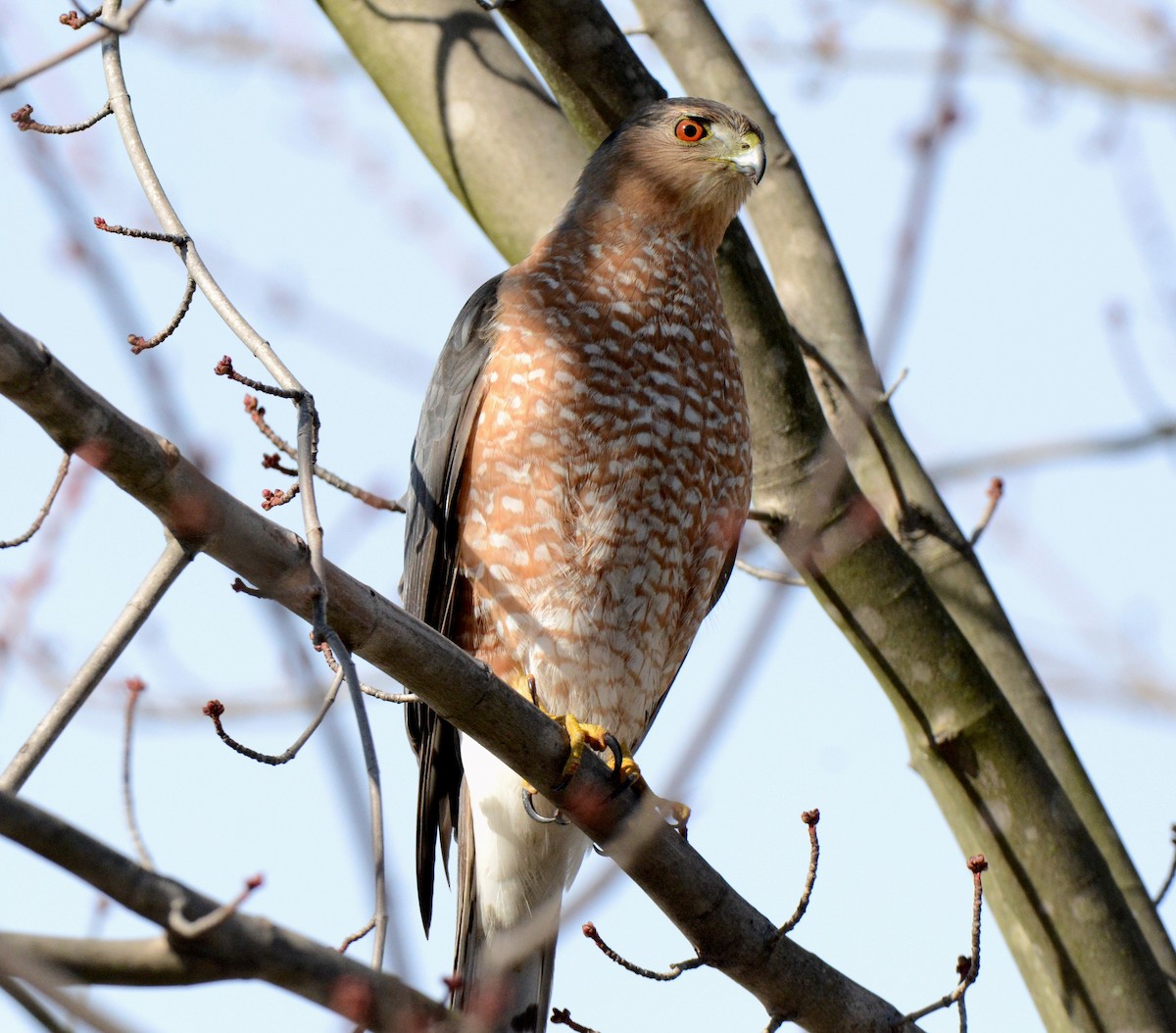 Cooper's Hawk - ML300091891