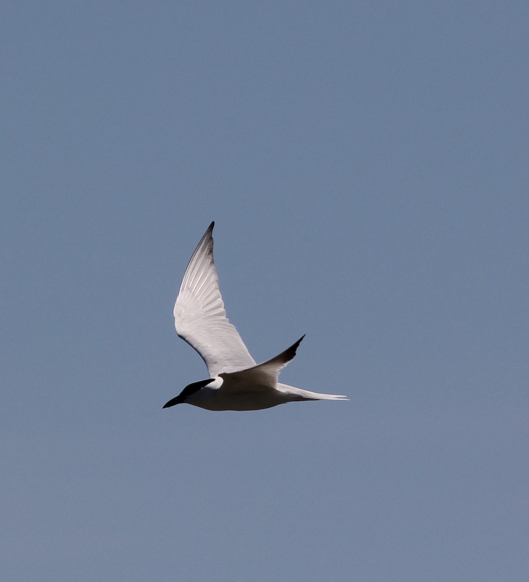 Australian Tern - Richard and Margaret Alcorn