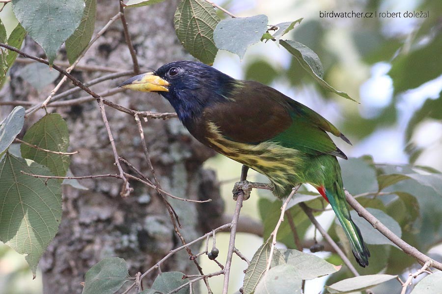 Great Barbet - ML300094691