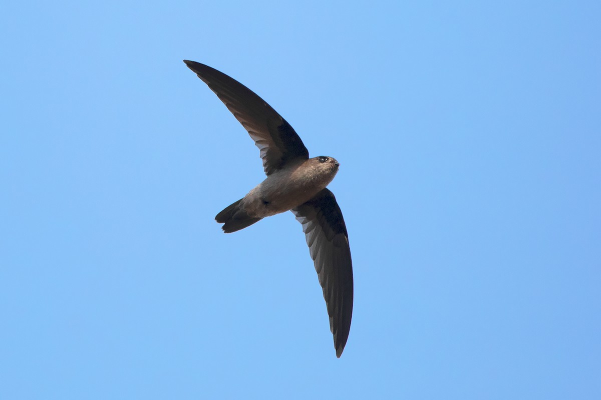 Himalayan Swiftlet - Ayuwat Jearwattanakanok