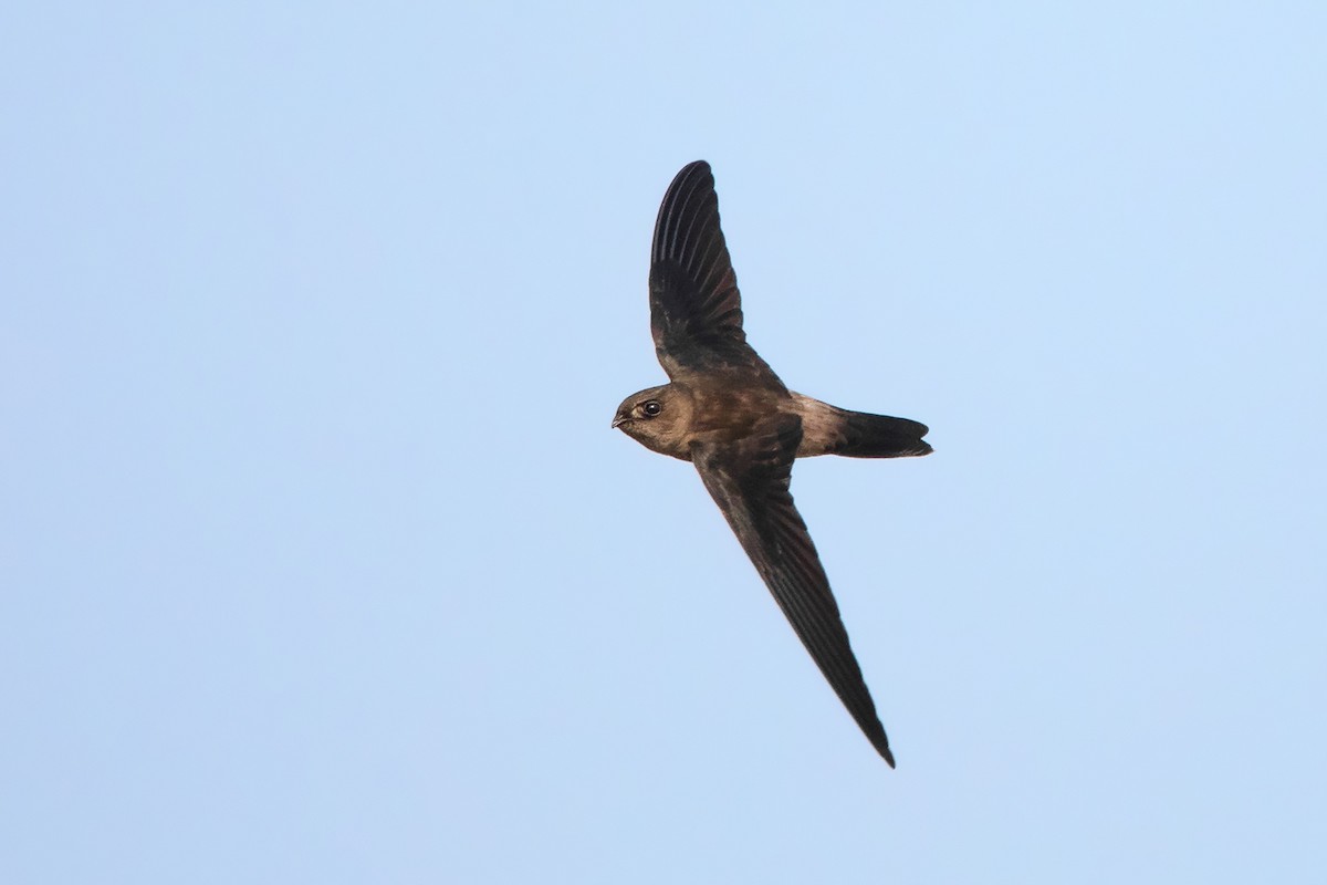 Himalayan Swiftlet - Ayuwat Jearwattanakanok